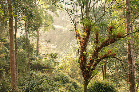卢旺达国家公园丛林图片