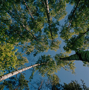 瑞典斯德哥尔摩公园白杨树图片