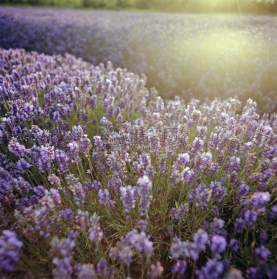 薰衣草花园图片