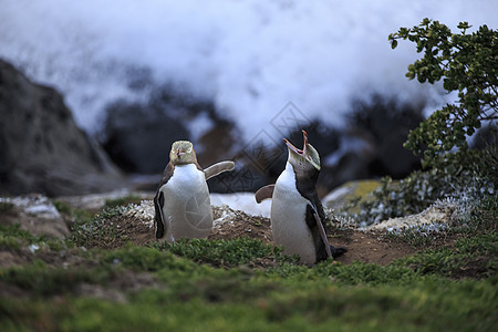 新西兰莫拉基卡蒂基角海岸两只黄眼企鹅图片