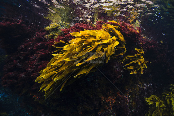 红棕色新西兰海藻，潮间带，贫穷骑士岛海洋保护区，新西兰图片