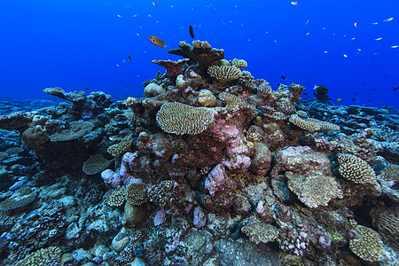 珊瑚礁图片 珊瑚礁素材 珊瑚礁高清图片 摄图网图片下载