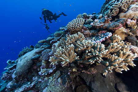 水下拍摄水下摄影师在库克群岛帕默斯顿环礁拍摄珊瑚礁背景