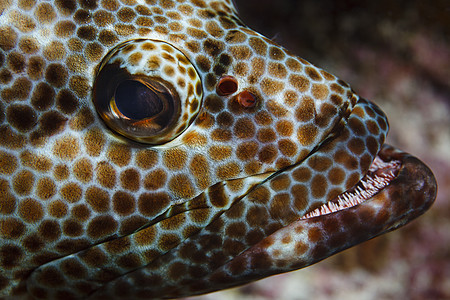库克群岛帕默斯顿环礁上的石斑鱼（侏儒斑石斑鱼）水下特写镜头图片