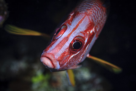 库克群岛帕默斯顿环礁sargoncentron diadema（冠松鼠）水下视图图片
