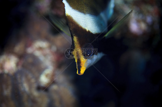 库克群岛帕默斯顿环礁上的金凤仙花（旗状斑海鱼）水下视图图片