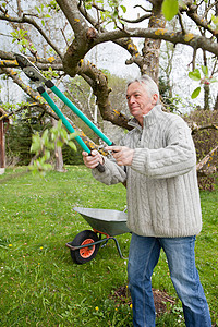 在后院修剪树的老人图片
