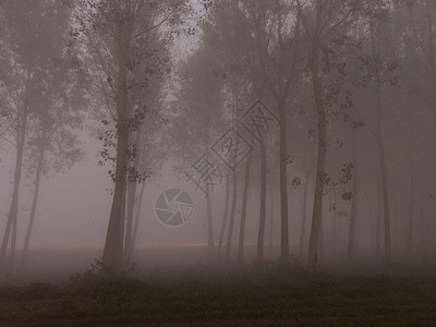 雾林中的树木图片