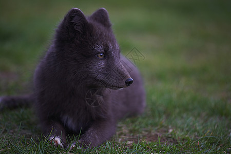 坐在草地上的北极狐图片