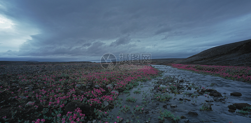 洛基河边的花图片