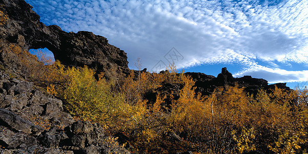 生长在岩石山坡上的树图片