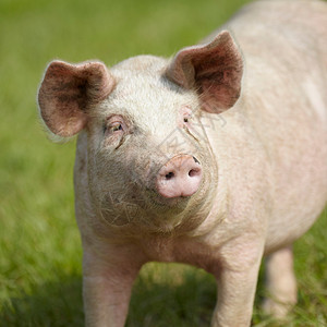 猪在草地上行走图片