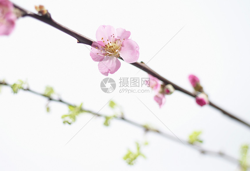 树枝开花特写图片