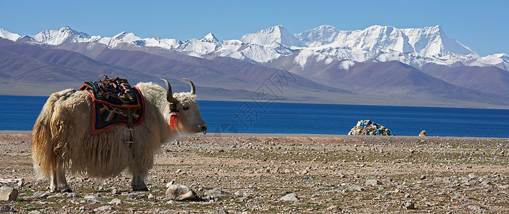 雪花牛小排在岩石景观中放牧的白牦牛背景