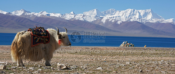 在岩石景观中放牧的白牦牛图片
