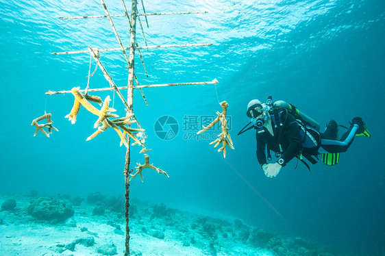珊瑚苗圃的潜水员检查珊瑚图片