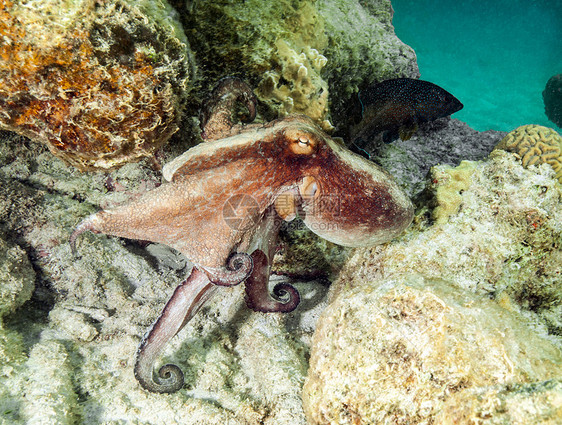 在水下暗礁游泳的章鱼图片