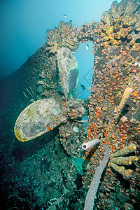 海底沉船上生长的珊瑚图片
