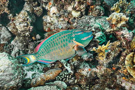 在水下暗礁游泳的鹦嘴鱼图片