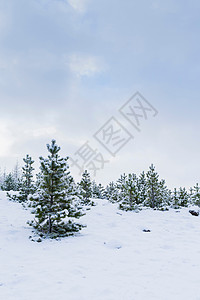 雪中的冷杉图片