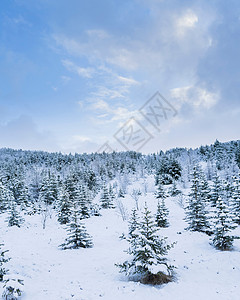 雪域冷杉林图片