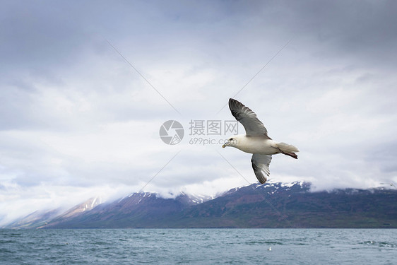 飞越海洋的海鸥图片