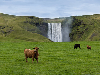瀑布前放牧的奶牛图片