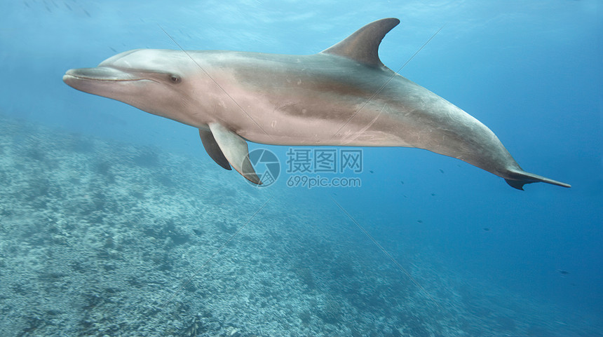 宽吻海豚在海里游泳图片