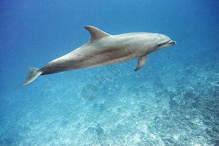 宽吻海豚在海里游泳高清图片