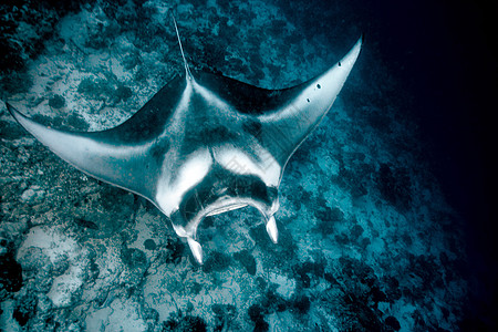 在珊瑚中游泳的蝠鲼图片素材