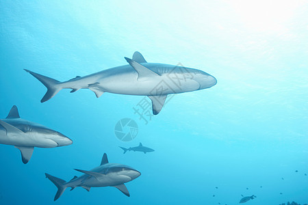白头礁鲨在海里游泳图片