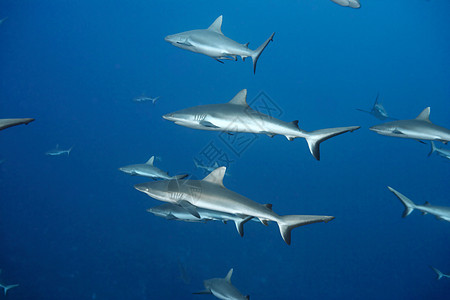 白头礁鲨在海里游泳背景图片