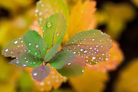 叶子上水滴的特写图片