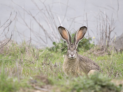 美国加利福尼亚州黑尾野兔高清图片