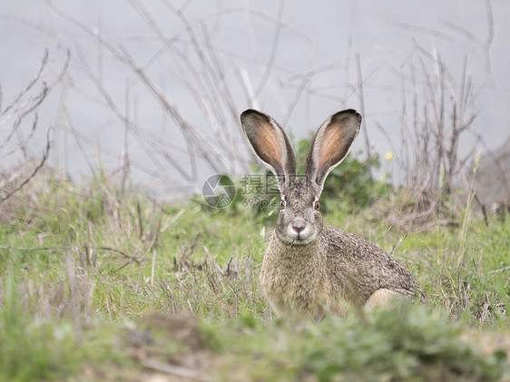 美国加利福尼亚州黑尾野兔图片