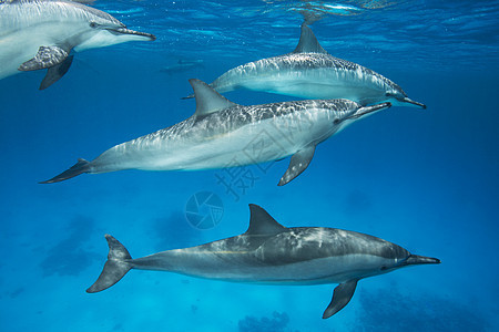 旋梭海豚群图片
