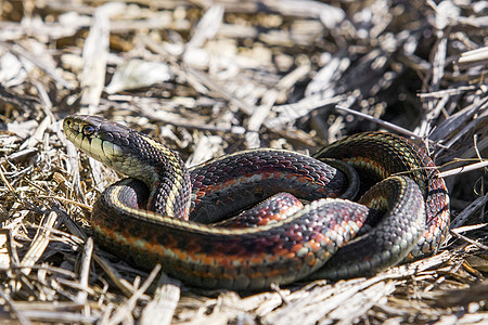 张嘴的蛇美国加利福尼亚州马林县T海岸吊带蛇背景