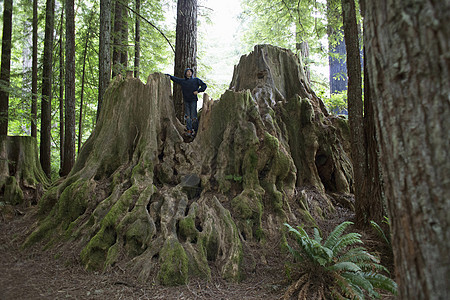 男孩站在树桩上，美国加利福尼亚州红杉国家公园背景图片