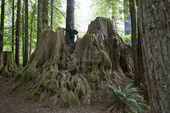 男孩站在树桩上，美国加利福尼亚州红杉国家公园图片