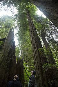 美国加利福尼亚州红杉国家公园，父子抬头图片