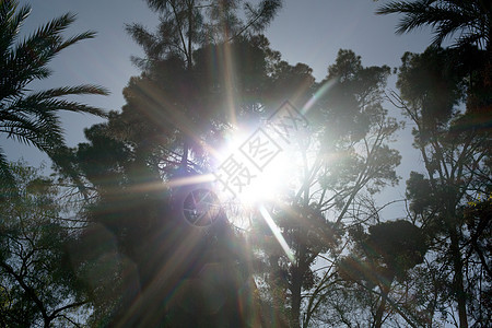 阳光下的树木，低角度视图图片