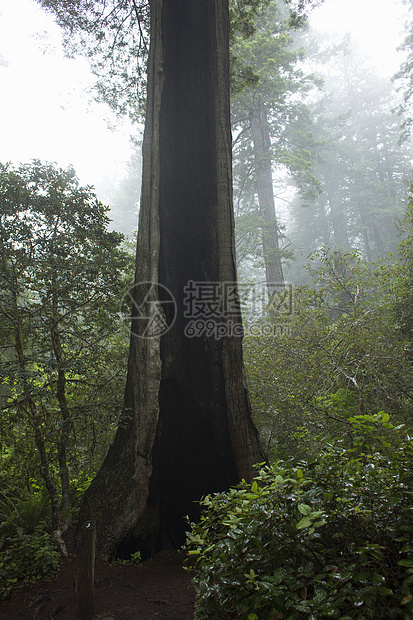 美国加利福尼亚州红杉国家公园树干图片