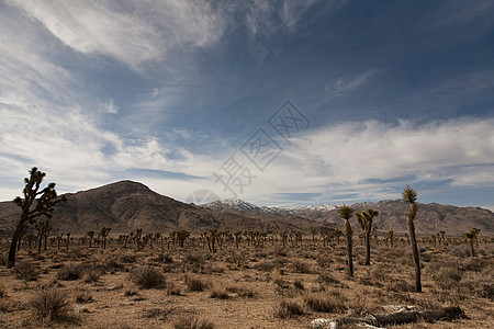 美国加利福尼亚州莫哈韦沙漠图片