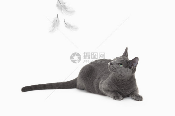 俄罗斯蓝猫图片