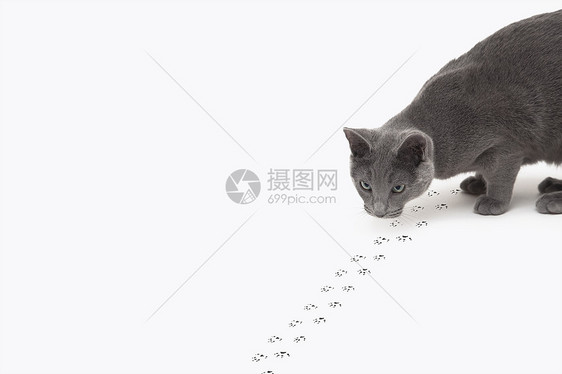 俄罗斯蓝猫图片