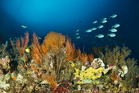 海洋礁景图片