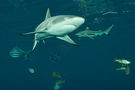 所罗门群岛的暗礁鲨鱼在水下背景图片