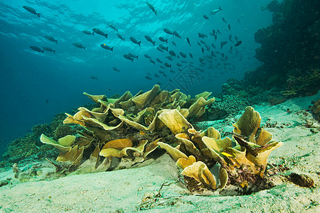 海洋生物鱼海洋植物和海床背景