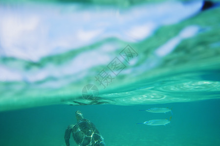 海龟和鱼在水下游泳图片