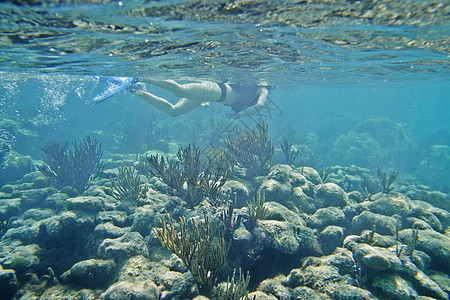 浮潜者在珊瑚上游泳图片